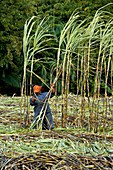 Sugar cane harvest,Mauritius