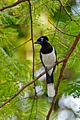 Plush-crested jay in a tree