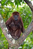 Purus red howler monkey in a tree