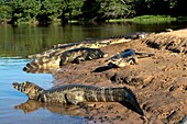 Spectacled caimans by a river