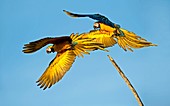 Blue and yellow macaws