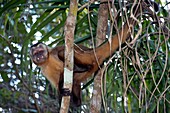 Brown capuchin monkey in a tree