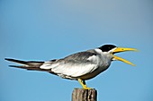 Large-billed tern calling