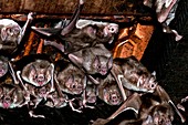 Common vampire bat colony
