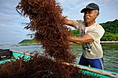 Seaweed farming,Bali