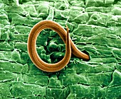 Root-knot nematode larva,SEM