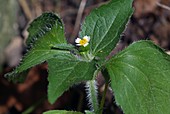 Galinsoga ciliata