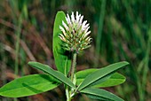 Trifolium squarrosum