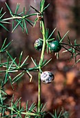 Asparagus acutifolius