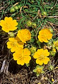 Potentilla aurea