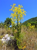 Ferulago campestris