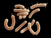 Lactobacillus rhamnosus bacteria,SEM