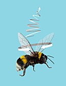 Bee flight,artwork