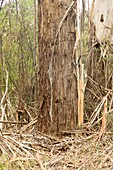 The bole of a Eucalyptus viminalis tree