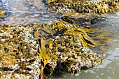 Marine algae on a high energy shoreline