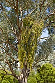 Eucalyptus tree with drooping mistleto