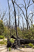 Eucalyptus forest regrowth after fire