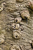 Bark of Bunya pine (Araucaria bidwillii)