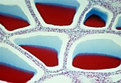 Thyroid follicles,light micrograph
