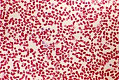 Blood cells,light micrograph