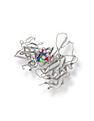 Beta secretase enzyme,molecular model