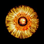 Human eye and nuclear explosion