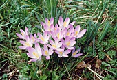 Crocus flowers