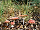 Fly agaric fungi