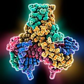 HU DNA binding protein molecule