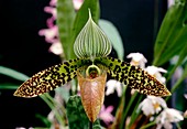 Paphiopedilum sukhakulii flower