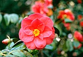 Camellia japonica