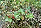 Wild strawberries (Fragaria vesca)