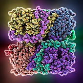 Transducin protein beta-gamma complex