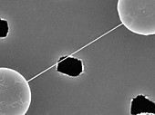 DNA bundle on silicon nanopillars,SEM