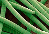 Microcoleus cyanobacteria,SEM