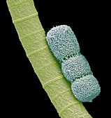 Cyanobacteria,SEM