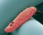 Tetrahymena protozoan,SEM