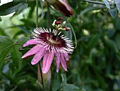 Passion flower (Passiflora caerulea)