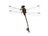 Golden flangetail dragonfly