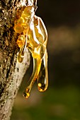 Resin on a tree