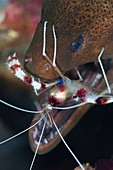 Boxer shrimp cleaning in mouth of eel