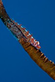 Whip goby with eggs