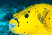 Pufferfish with cleaner wrasse