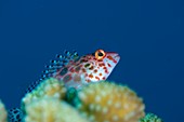 A pixy hawkfish on reef in the Maldives