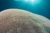 Sunlight streaming over brain coral