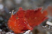 Juvenile red spotfin frogfish