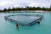 A net for turtle research