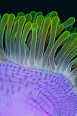 Detail of an anemone in Indonesia