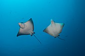 Pair of spotted eagle rays