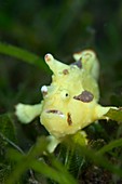 Clown frogfish in seagrass